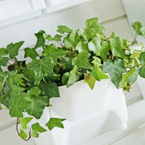 Macetas verticales de plástico montadas en la pared para jardín, macetas colgantes